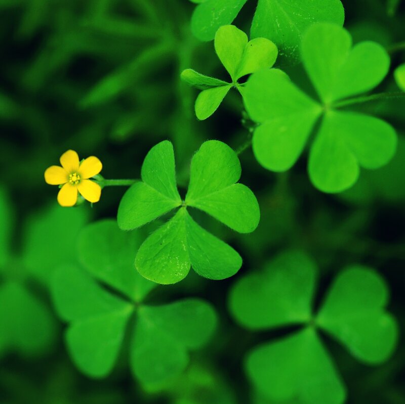 Yellow Flower and Clover