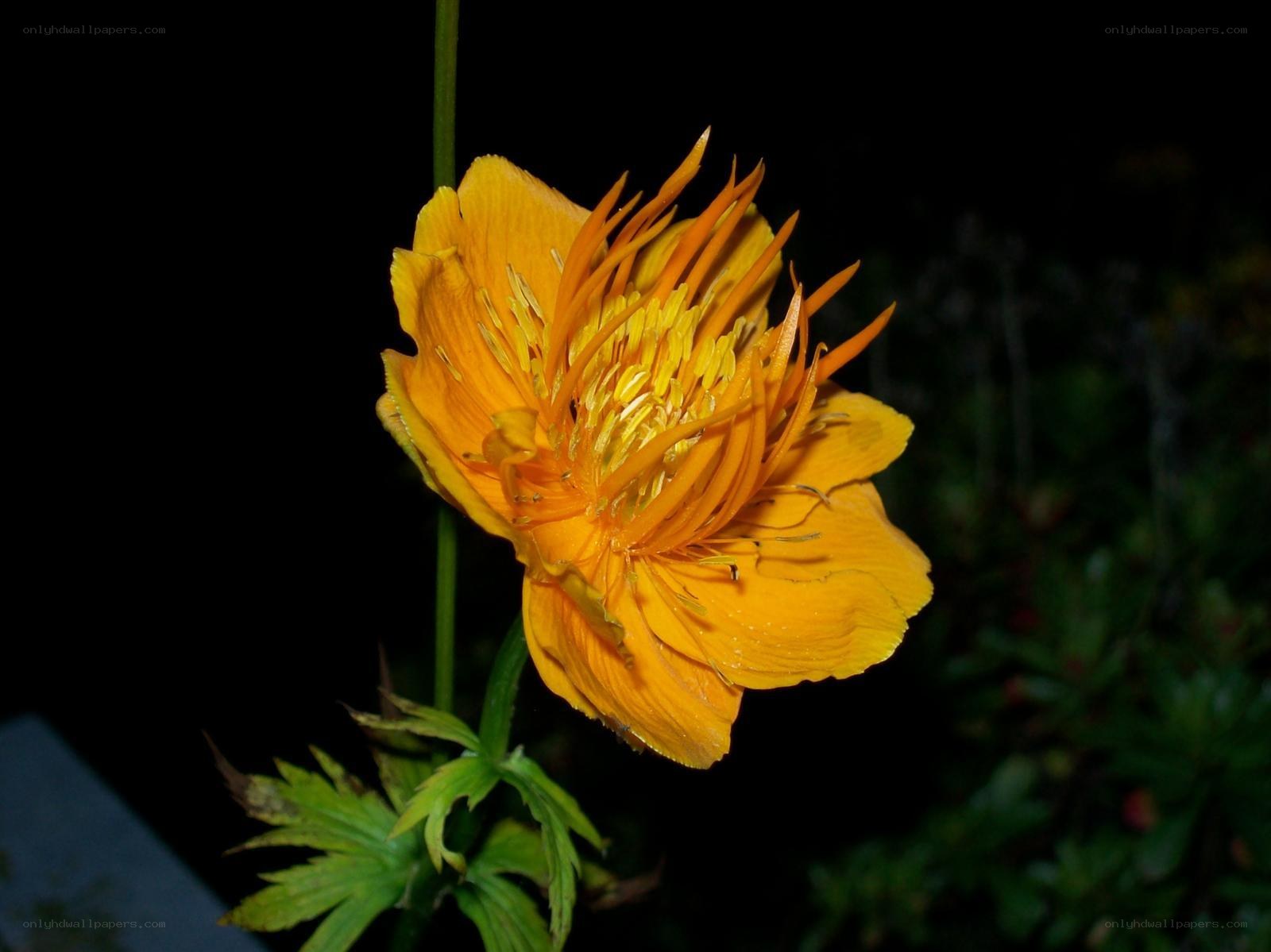 yellow flower at night