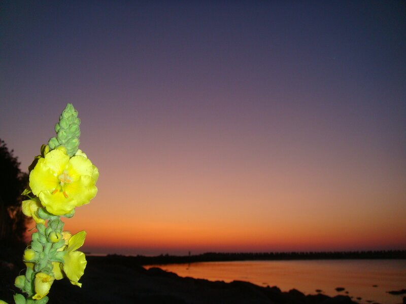 Yellow flower at sunset