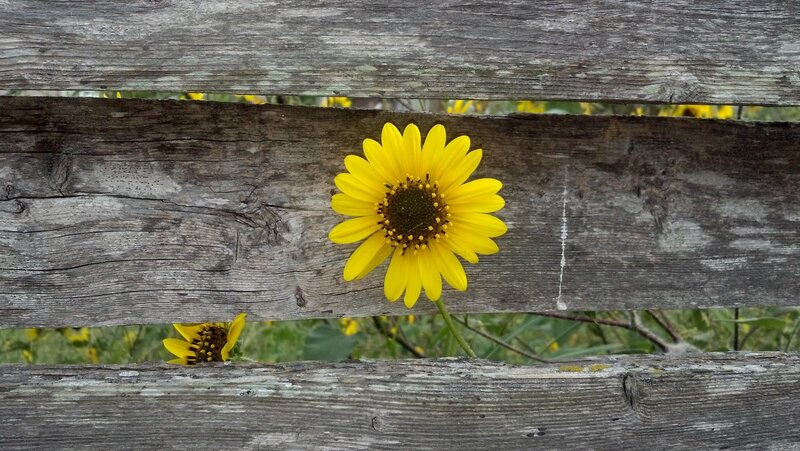 Yellow Flower Behind Fence