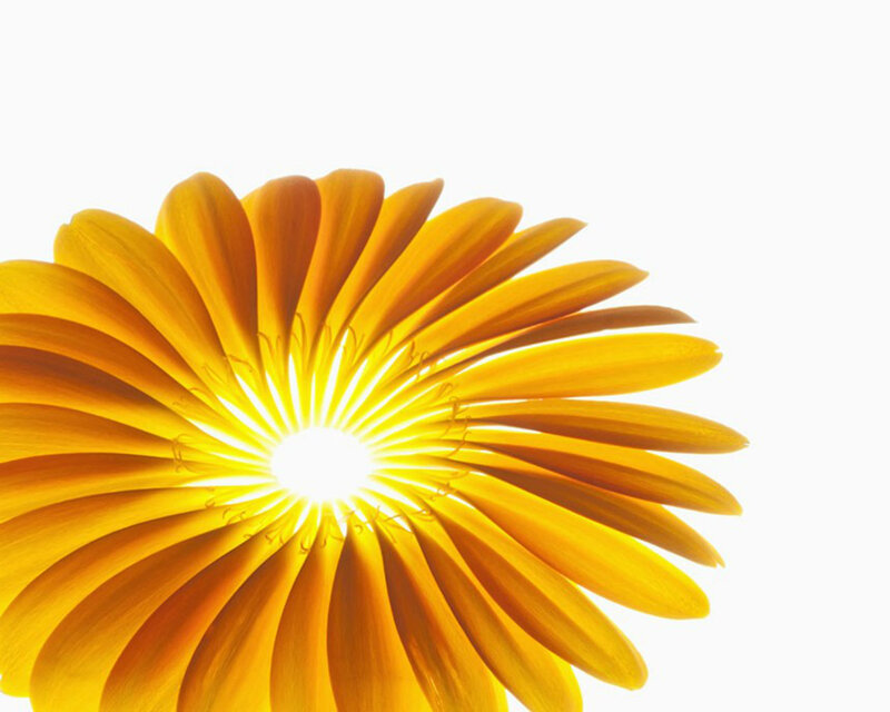 Yellow Flower Bloom — Bright