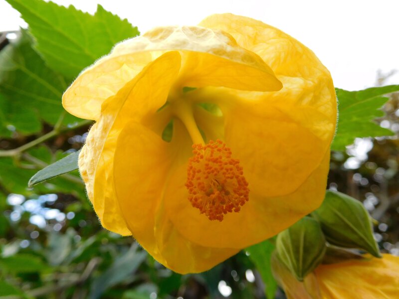 Yellow Flower Bloom — Calm, Afternoon, Photograph