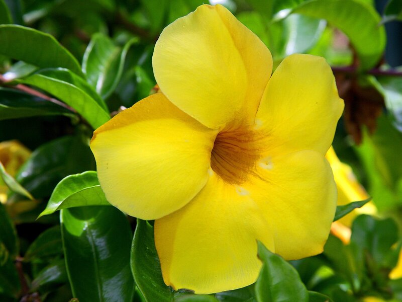 Yellow Flower Bloom — Calm, Afternoon