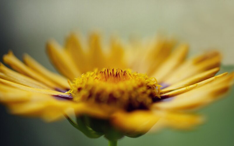 Yellow Flower Bloom — Calm, Photograph, Petals, Center