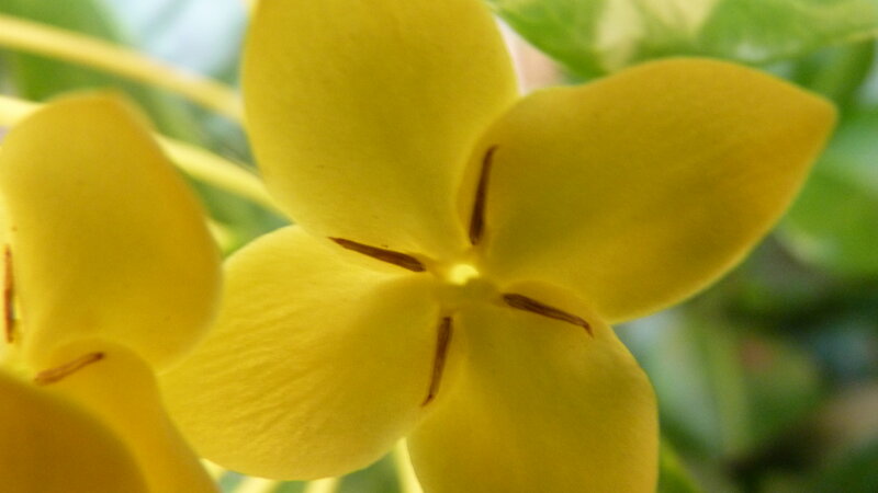 Yellow Flower Bloom — Calm, Photograph, Petals