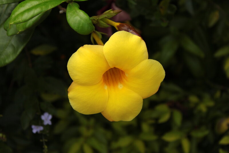 Yellow Flower Bloom — Calm, Photograph