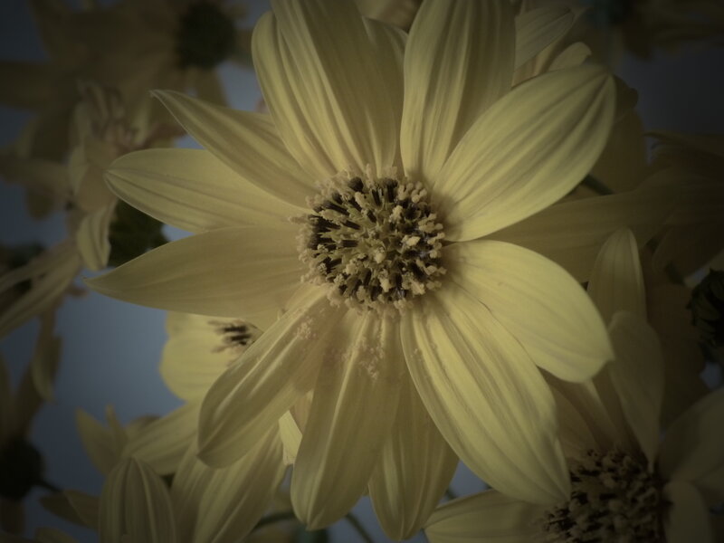 Yellow Flower Bloom — Calm