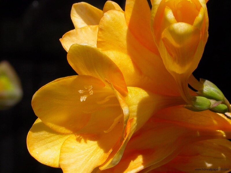 Yellow Flower Bloom — Dramatic, Photograph, Buds