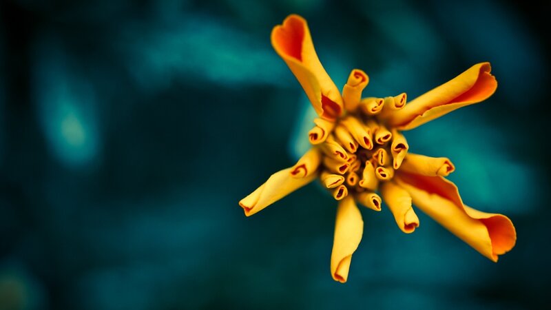 Yellow Flower Bloom — Dramatic, Photograph, Petals