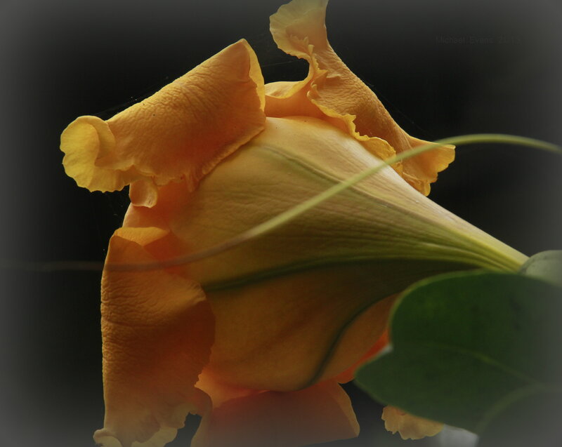 Yellow Flower Bloom — Dramatic, Photograph