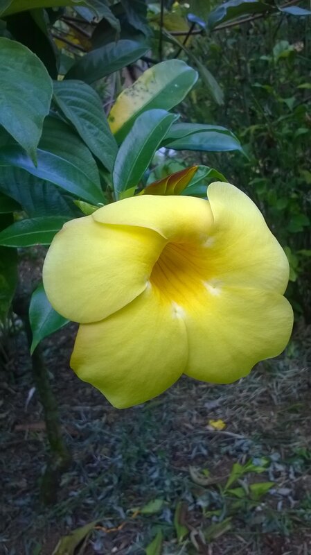Yellow Flower Bloom — Natural, Photograph