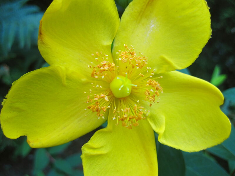Yellow Flower Bloom — Natural