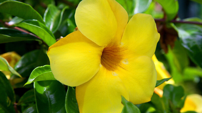 Yellow Flower Bloom — Serene, Afternoon