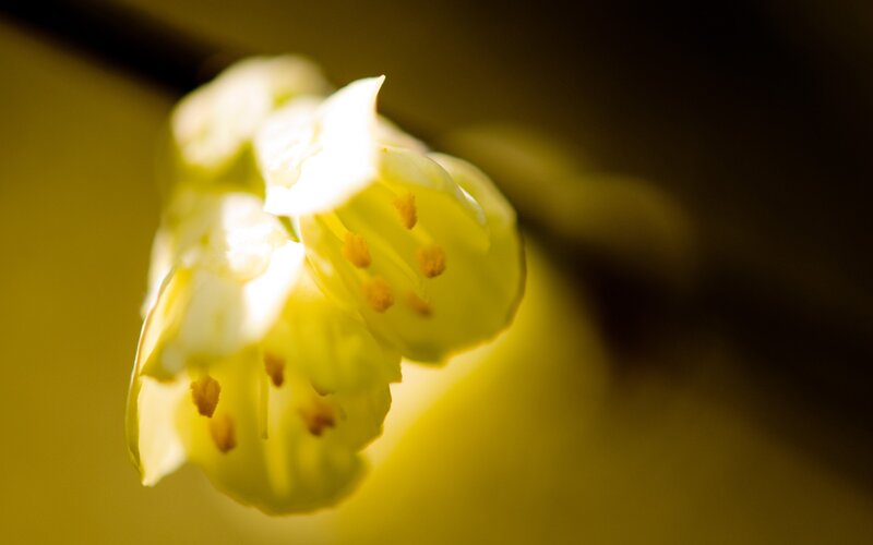 Yellow Flower Bloom — Serene, Photograph, Stamen