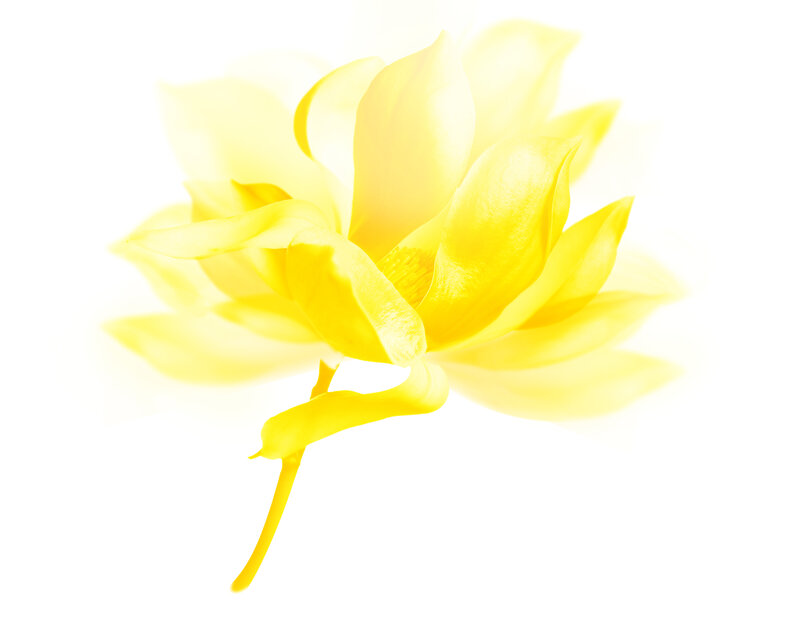 Yellow Flower Bloom — Serene
