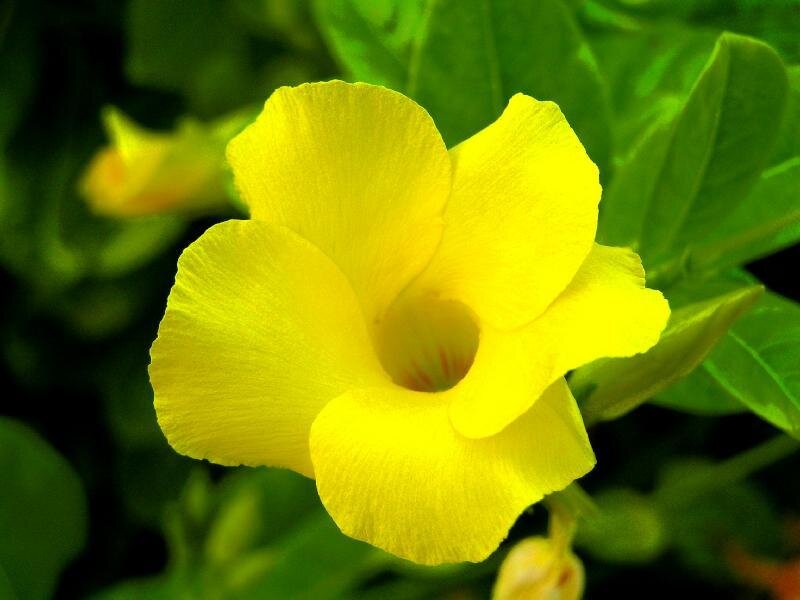 Yellow Flower Bloom