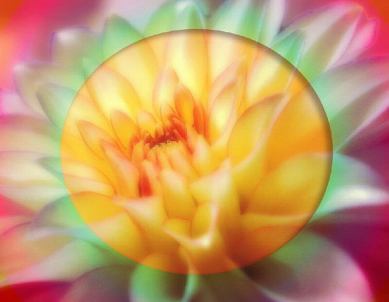 Yellow Flower Bloom — Vibrant