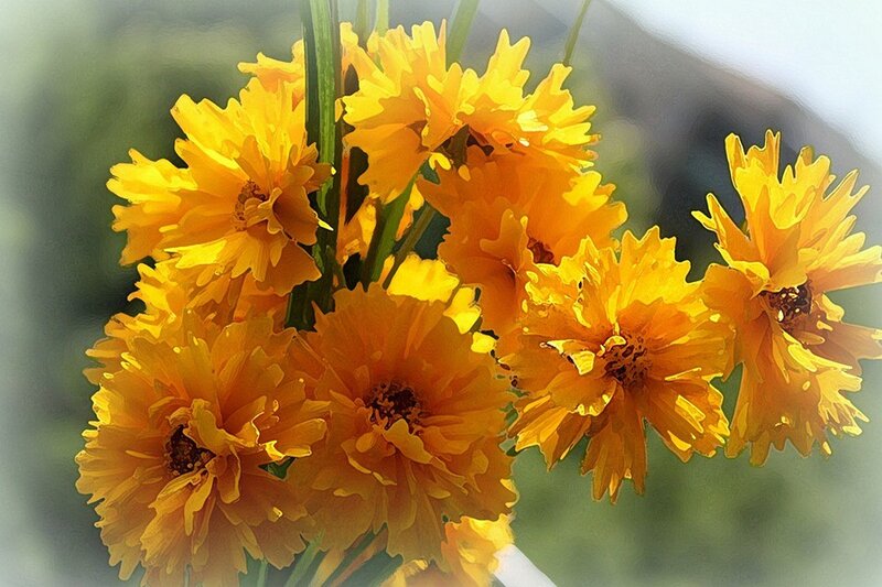 Yellow Flower Bouquet — Bright, Afternoon