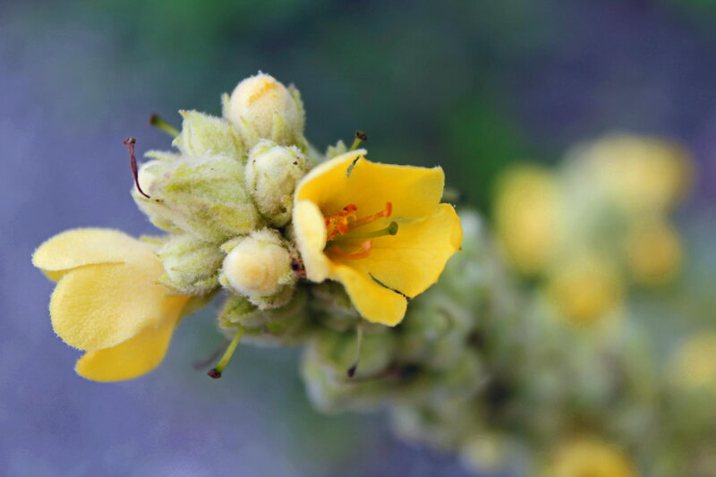 Yellow Flower Bud — Calm