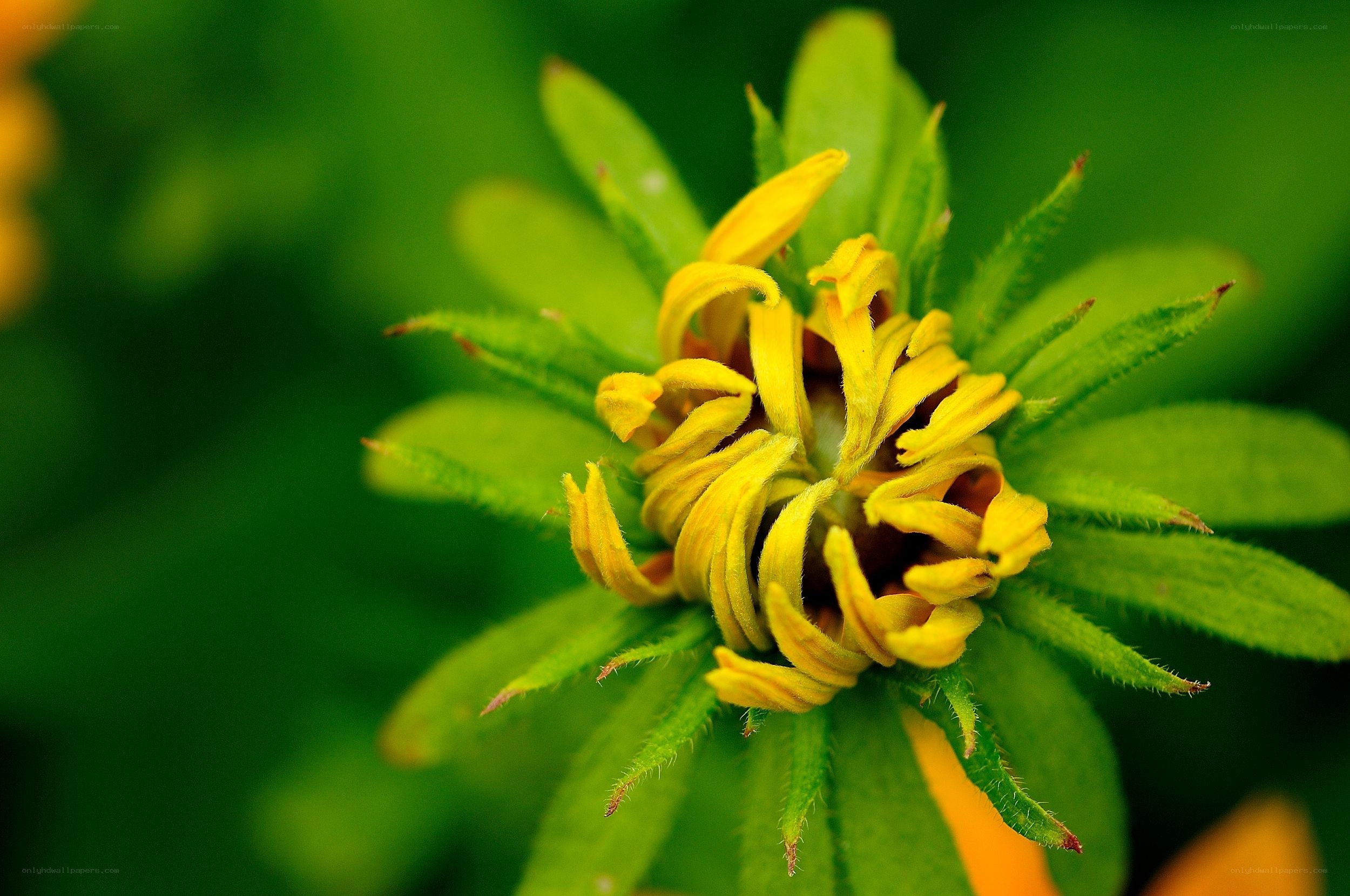 yellow flower bud close-up
