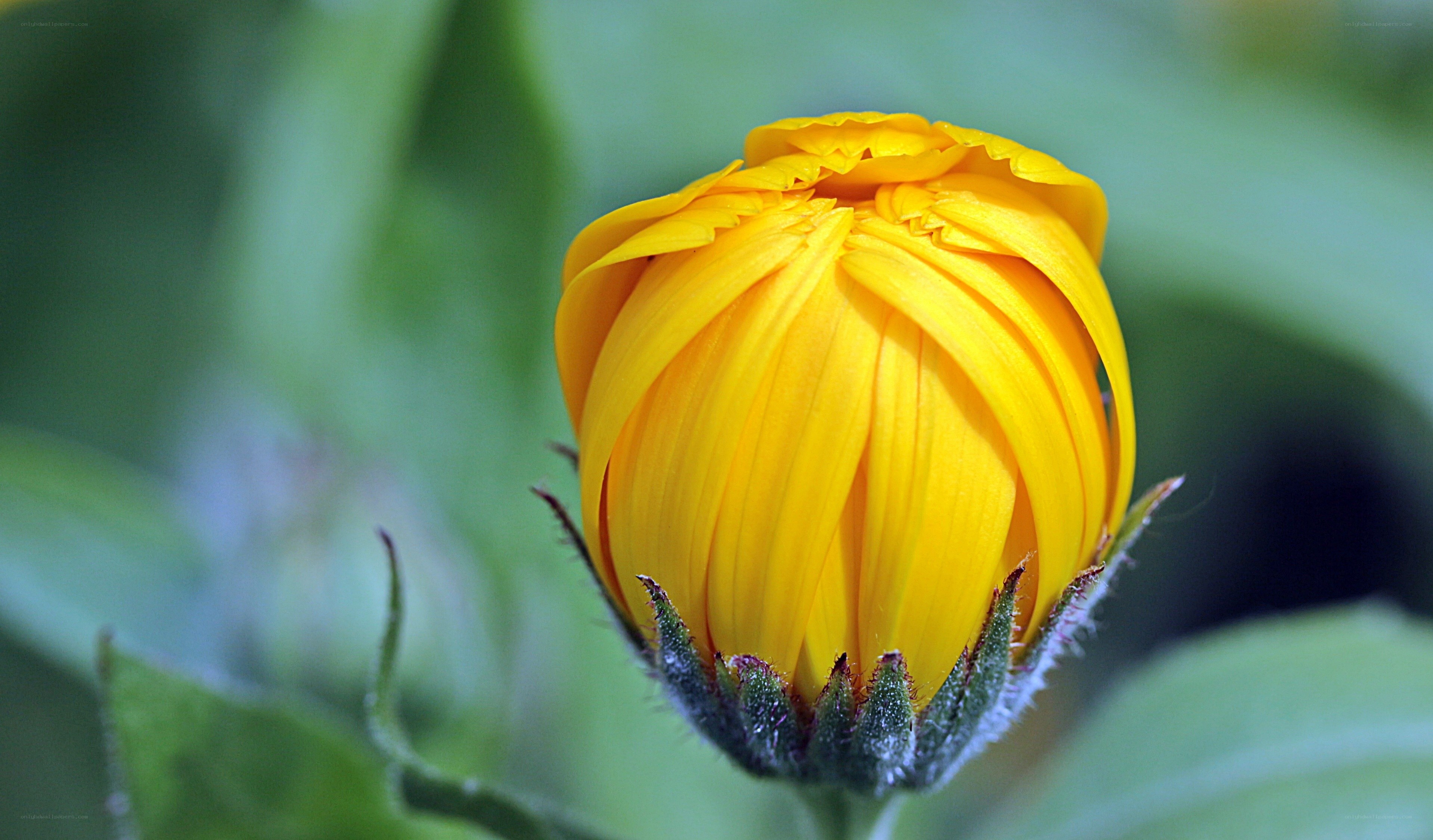 yellow flower bud close-up