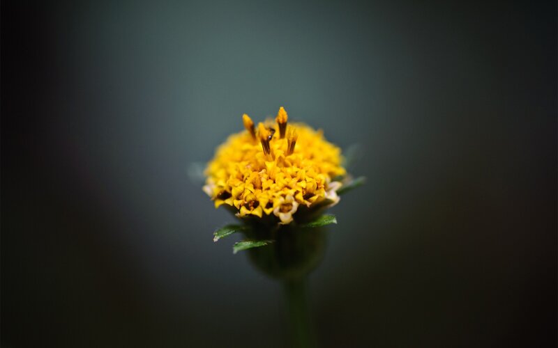 Yellow Flower Bud — Dramatic, Photograph