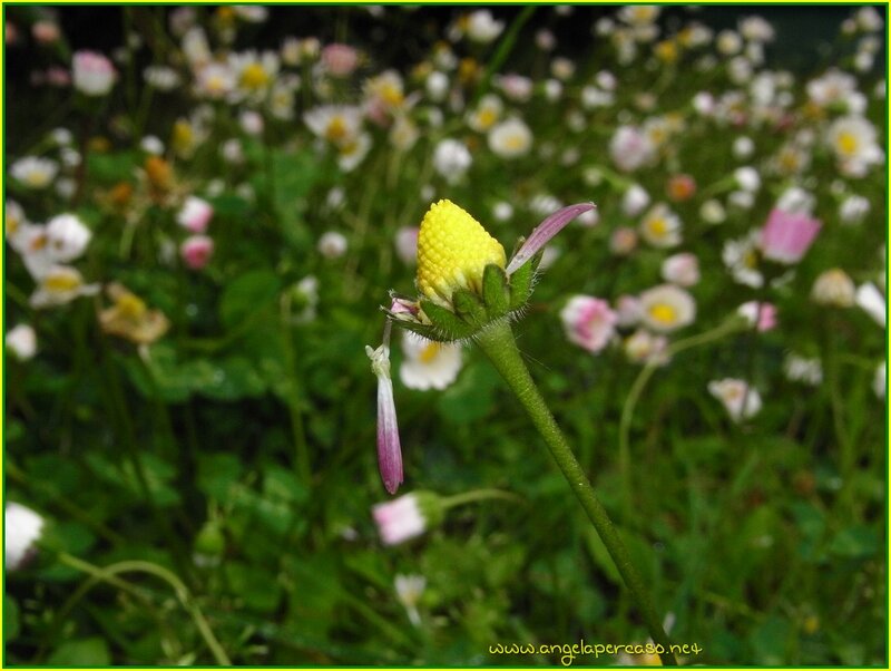 Yellow Flower Bud — Green