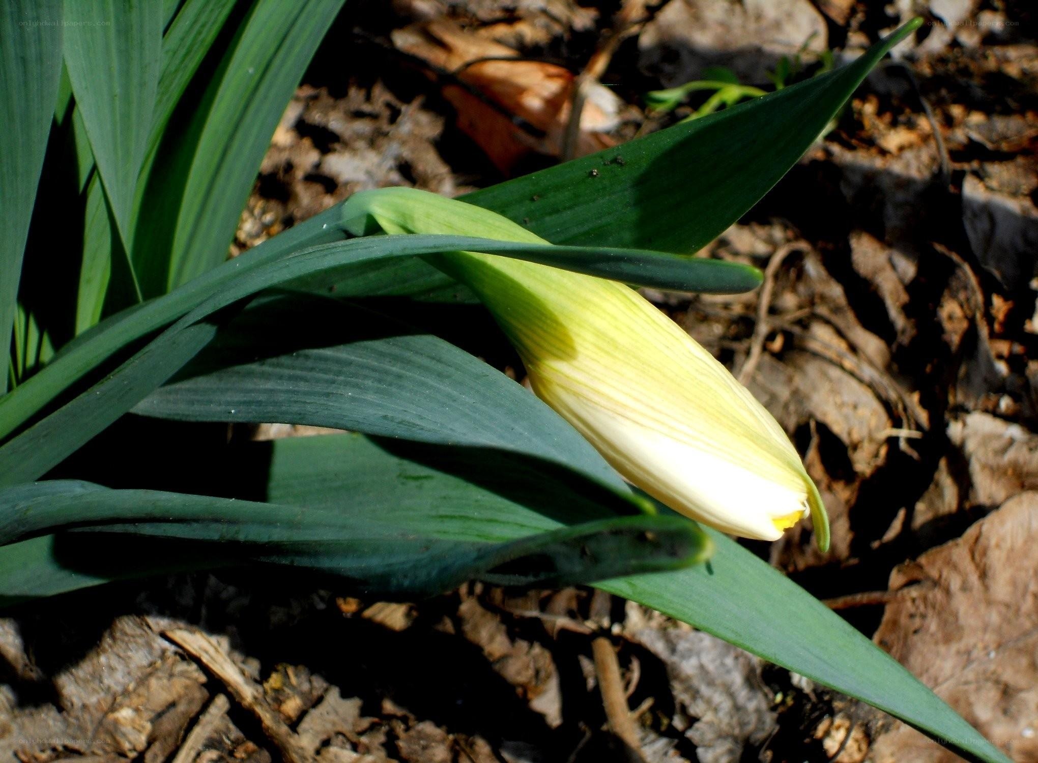 Yellow flower bud in forest