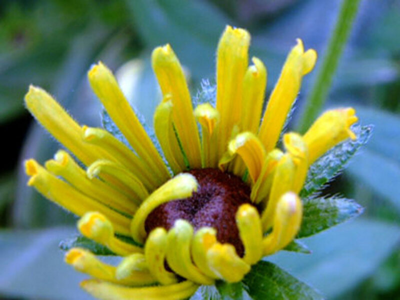 Yellow Flower Bud — Natural, Photograph