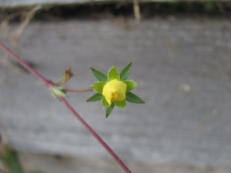 yellow flower bud on stem