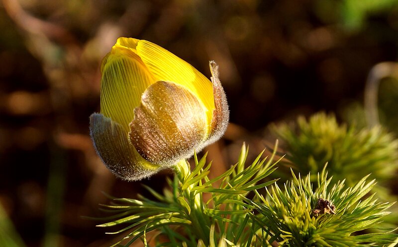 Yellow Flower Bud — Serene, Morning