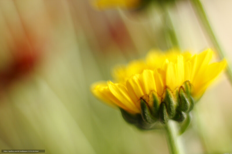 Yellow Flower Bud — Serene, Photograph, Green Stem