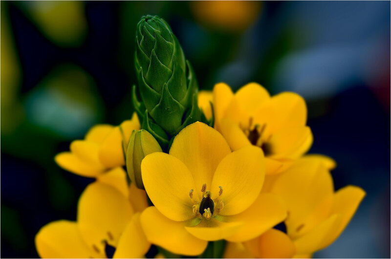 Yellow Flower Bud — Serene, Photograph, Petals