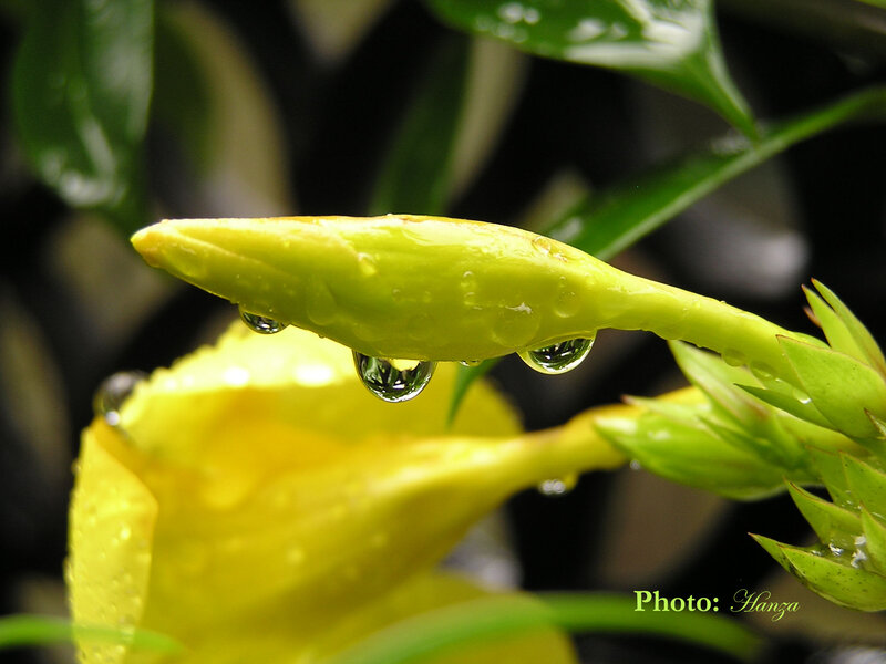 Yellow Flower Bud — Serene, Photograph