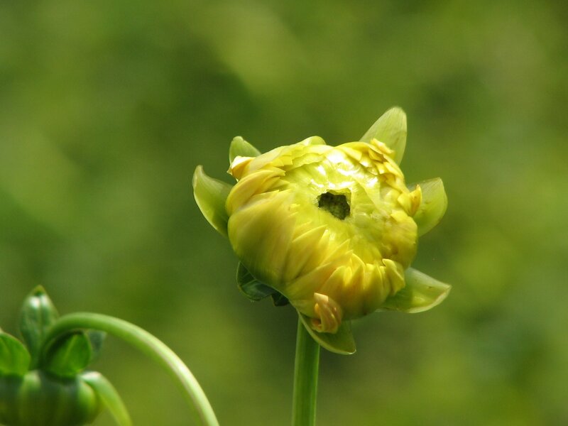 Yellow Flower Bud — Serene