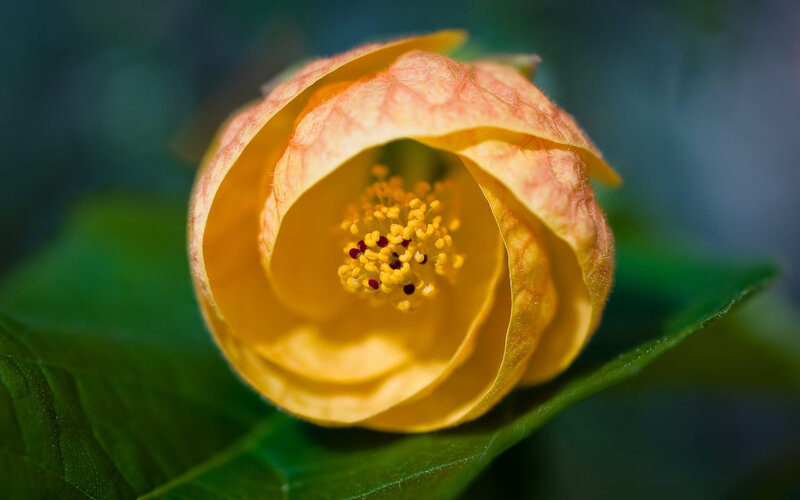 Yellow Flower Bud
