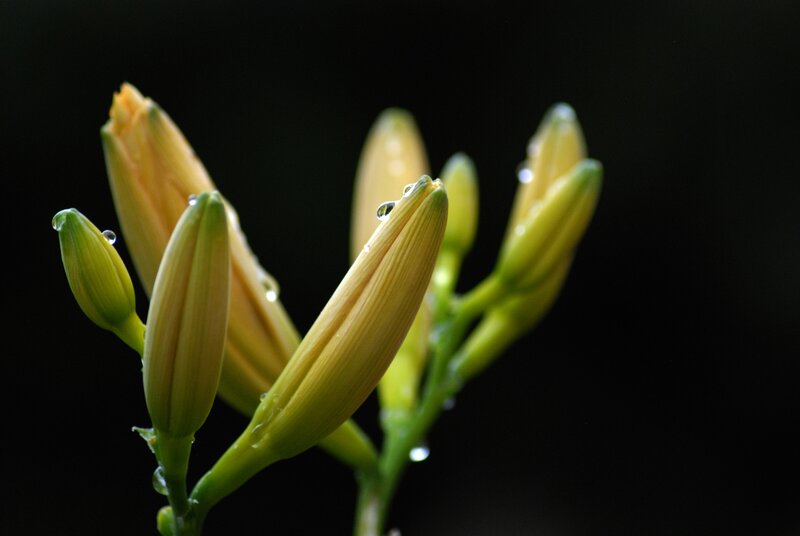 Yellow Flower Buds — Dramatic