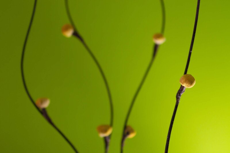 Yellow Flower Buds — Green, Calm