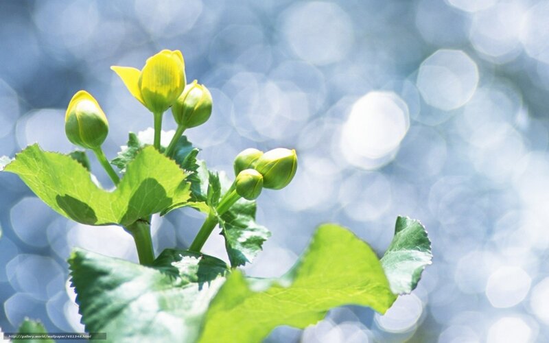 Yellow Flower Buds — Green, Serene, Spring