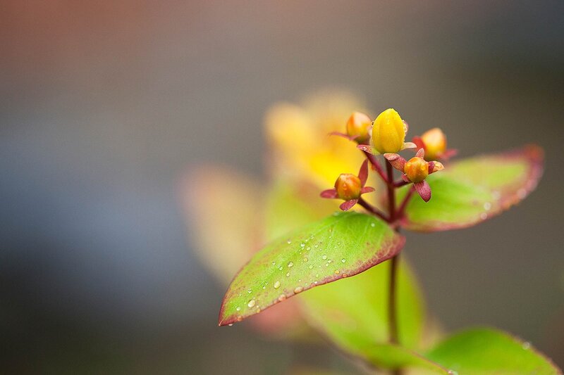 Yellow Flower Buds — Green, Serene