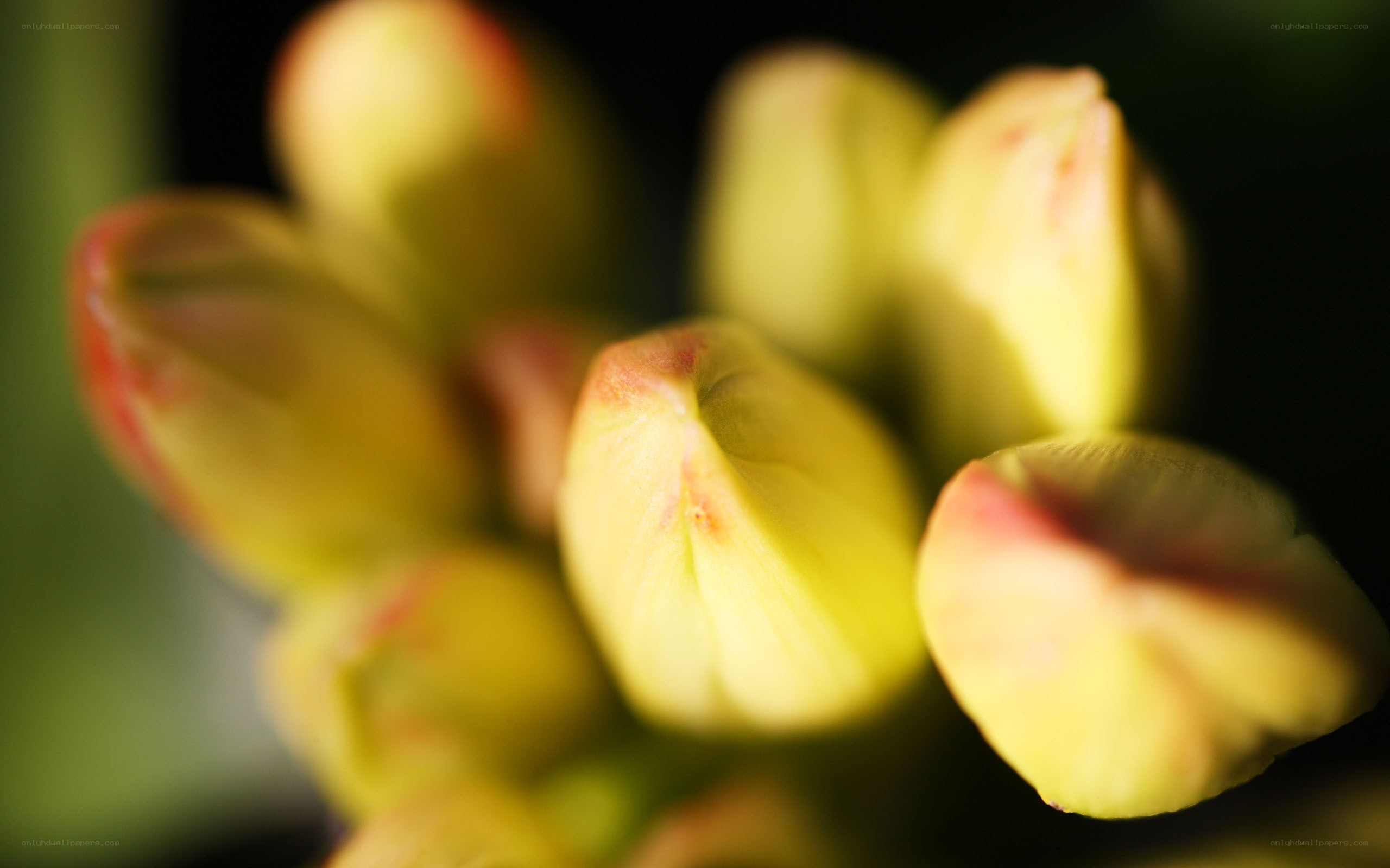 Yellow flower buds in focus