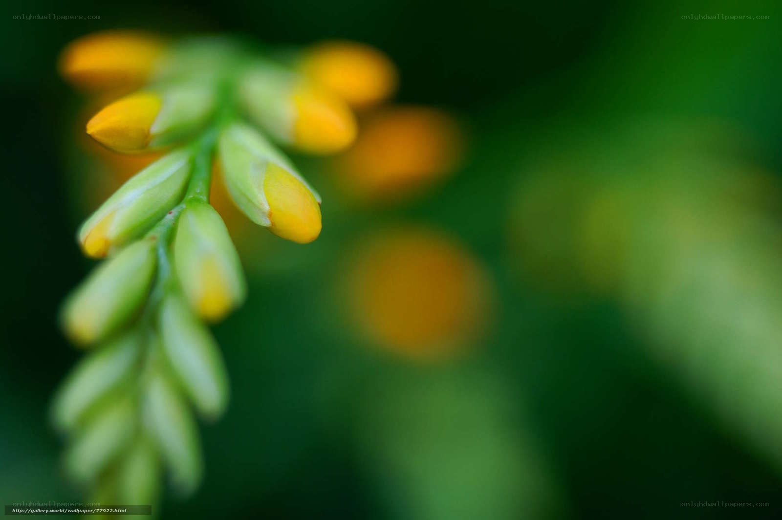 Yellow flower buds in focus