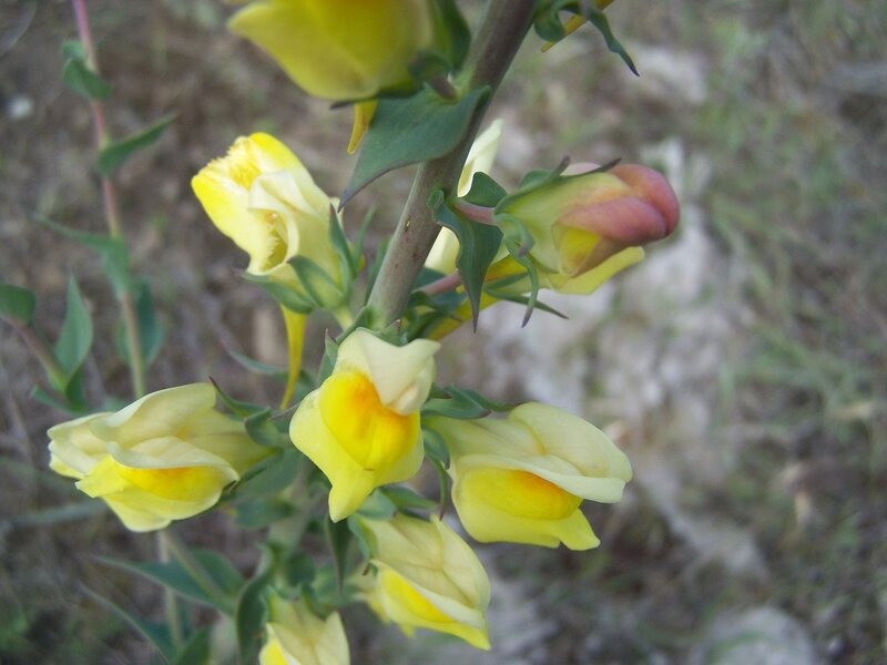 Yellow Flower Buds — Natural, Afternoon