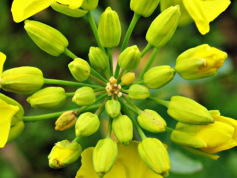 Yellow Flower Buds — Natural