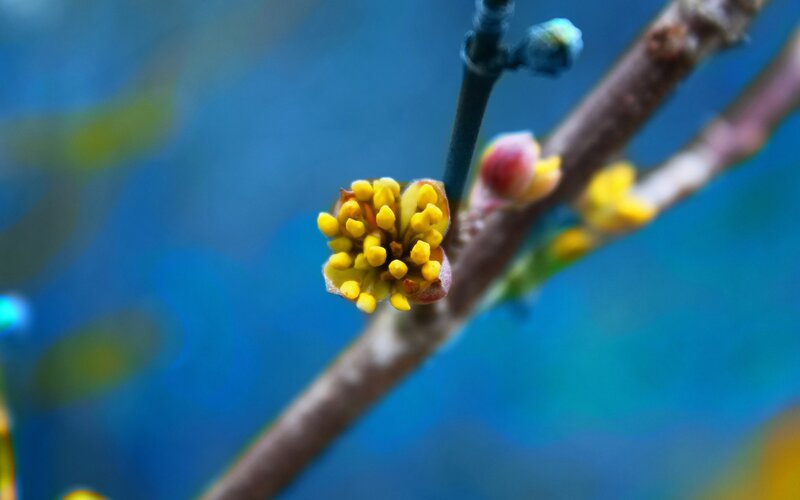 yellow flower buds on a branch