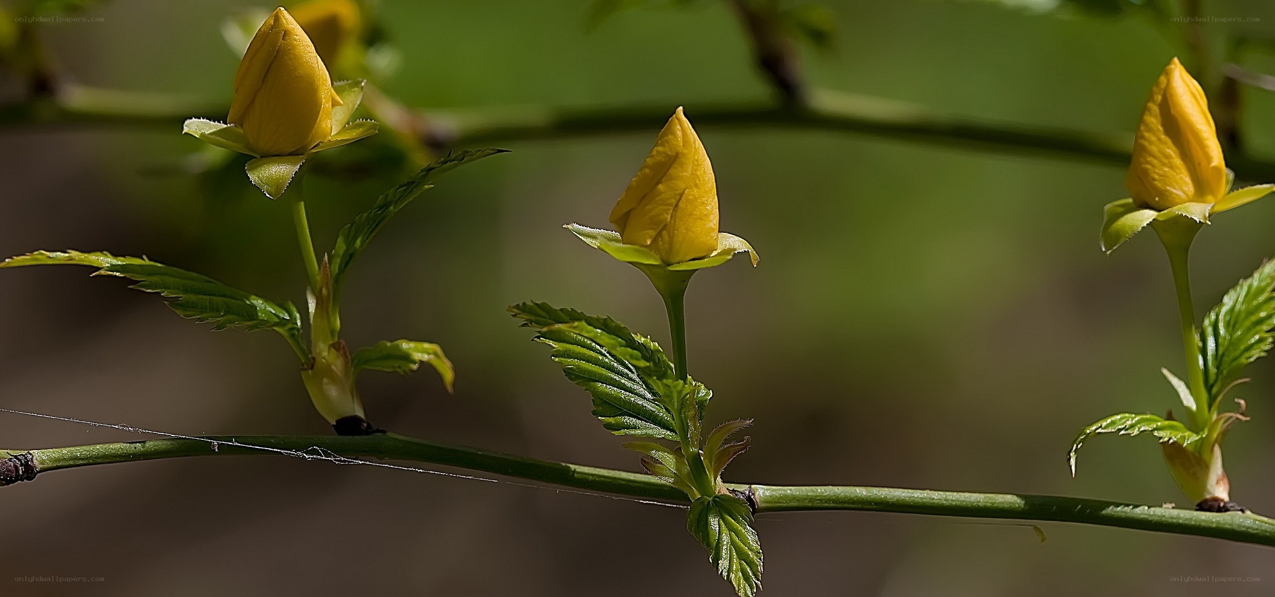 Yellow flower buds on a branch