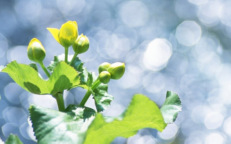 Yellow flower buds on green leaves