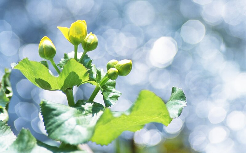 Yellow flower buds on green leaves