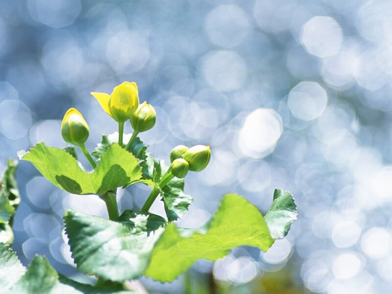 Yellow flower buds on green leaves