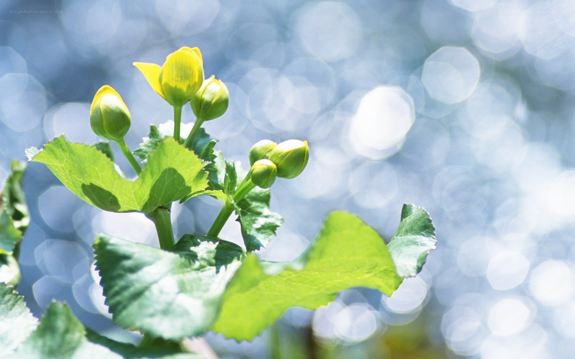 Yellow flower buds on green leaves